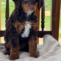 Brownie - Phantom female Poodle puppy in Caldwell, Idaho from Treasure Valley Poodles