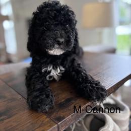 Cannon - Black male Cavapoo puppy in Strasburg, Pennsylvania from Still Water Puppies