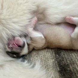 Girl 2 - Colorado Mountain Dog puppy from Stormy Heights Homestead