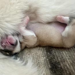 Girl 2 - Colorado Mountain Dog puppy from Stormy Heights Homestead
