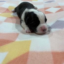Green - Black and white female Cardigan Welsh Corgi puppy in Divide, Colorado from Aspen Peak Corgis