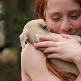 Whippet Puppies from Wise Heart Whippets