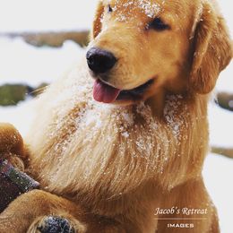 Golden Retriever All Grown Up from Firefly Cottage Golden Retrievers