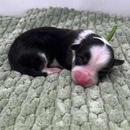 Mint (fluffy) - Black and tan male Pembroke Welsh Corgi puppy in Waco, Texas from The Comma Corgis