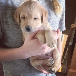 Goldendoodle and Labradoodle Puppies from Artisan Doodles