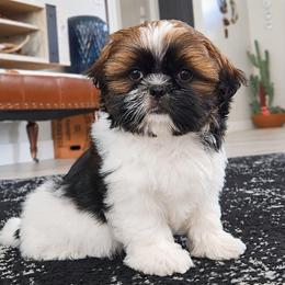 TILLY MAE - Tricolor female Shih Tzu puppy in Las Vegas, Nevada from Beirin Breige Shih Tzus
