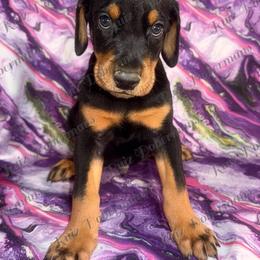 Orange Collar - Black and rust male Doberman Pinscher puppy in Louisville, Kentucky from Ruiz Dobermans
