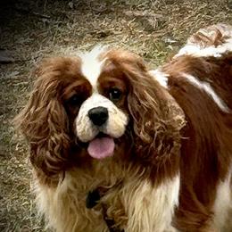 Darcy - Cavalier King Charles Spaniel