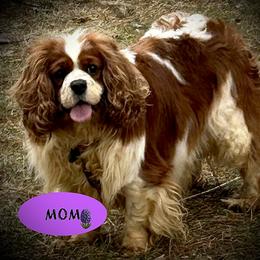 Darcy - Cavalier King Charles Spaniel