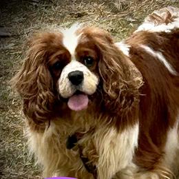 Darcy - Cavalier King Charles Spaniel