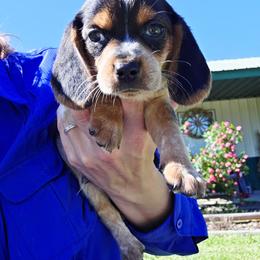 Duke - Blue tan and white male Beagle puppy in Bunch, Oklahoma from Julie’s Jewels Puppies