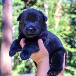 Seasmoke - Black female German Shepherd puppy in Santa Cruz, California from Von Guadachi German Shepherds & Audacity Border Collies