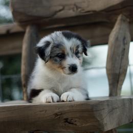 Pixel - Blue merle male Australian Shepherd puppy in Canyon Lake, Texas from Bittersweet Australian Shepherds