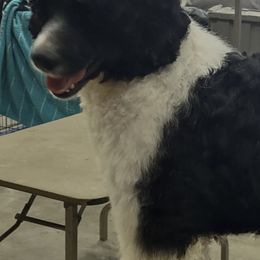 Portuguese Water Dogs from L'avenir kennel