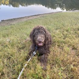 Labradoodle and Poodle Puppies from Dotsie's Doodles