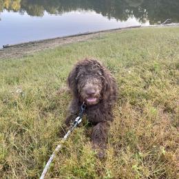 Labradoodle and Poodle Puppies from Dotsie's Doodles