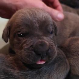 Girl 3 - Gray female Cane Corso puppy in Nashville, Tennessee from Prestigious K9