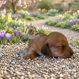 AFDs Audrey - Cream female Dachshund puppy in Waverly, Ohio from Always Faithful Dachshunds
