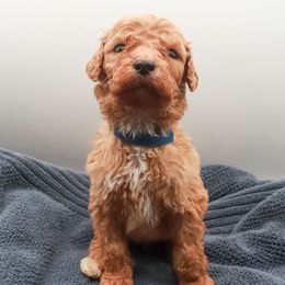 Poodle Puppies from Matlock’s Standard Poodles
