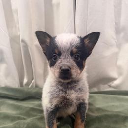 Wombat - Blue speckled male Australian Cattle Dog puppy in Rosharon, Texas from 4Surge Cattle Dogs