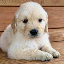 Mercy - Light golden female Golden Retriever puppy in Doniphan, Missouri from Stockford’s Golden Retrievers