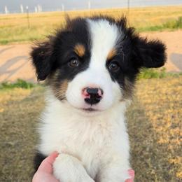 Cheese (Yellow) - Black tri-color male Australian Shepherd puppy in Vona, Colorado from Dyna Aussies