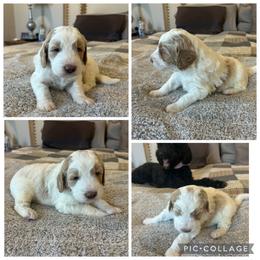 Cream and Red Parti Boy - Parti male Goldendoodle puppy in Lancaster, South Carolina from Silver Hill Farm SC
