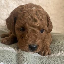 Wally - Red male Cavapoo puppy in Camden, Michigan from Pawfect Companions