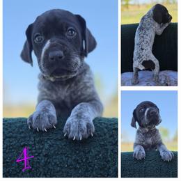 German Shorthaired Pointer Puppies from Vladimir Nikolayev