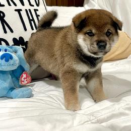 Boy 2 - Sesame male Shiba Inu puppy in Milton, Florida from Moonlight Shibas