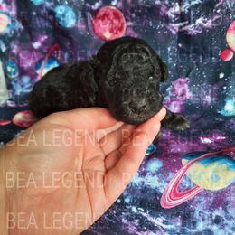 Poodle Puppies from Bea Legend Toy and Mini Poodles