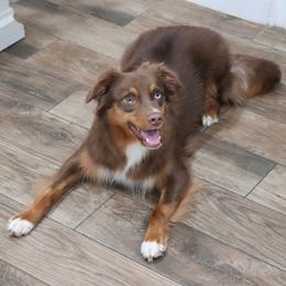 Blaze Bear - Miniature Australian Shepherd