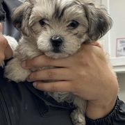 Shichon Puppies from Great Lakes Teddy Bear Dogs