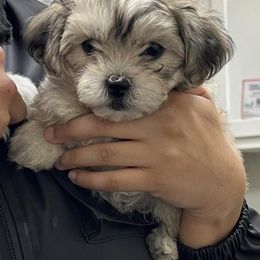 Shichon Puppies from Great Lakes Teddy Bear Dogs