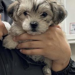 Shichon Puppies from Great Lakes Teddy Bear Dogs
