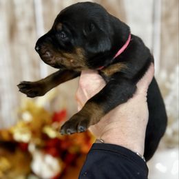 Indie - Black and rust female Doberman Pinscher puppy in Aredale, Iowa from Royal Dynasty Dobermann Kennel