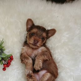 French Bulldog and Yorkshire Terrier Puppies from Casa De Silva LLC