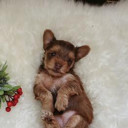 French Bulldog and Yorkshire Terrier Puppies from Casa De Silva LLC