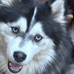 Zeus - Pomsky
