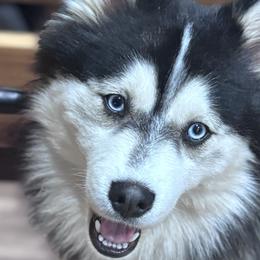 Zeus - Pomsky