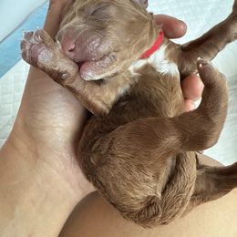 Red - Red  female Goldendoodle puppy in Herriman, Utah from Sunnydoodle Utah