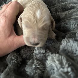 Boy 2 - Apricot male Goldendoodle puppy in Antigo, Wisconsin from Cedar River Kennel