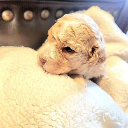 Lagotto Romagnolo Puppies from Regal Romagnolos