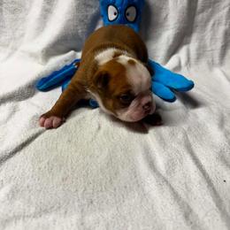 Boy 1 - Red male Boston Terrier puppy in Ringgold, Georgia from A-K Boston Terriers