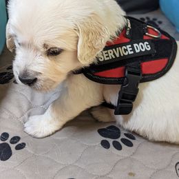 Golden Retriever Puppies from Carolyn Maddux's Golden Retrievers