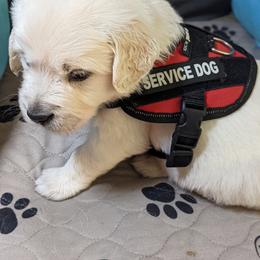 Golden Retriever Puppies from Carolyn Maddux's Golden Retrievers