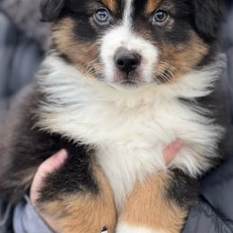 Assorted Doodle Crosses, Aussiedoodles, Australian Shepherds, and Miniature Australian Shepherds from North Lake Doodles
