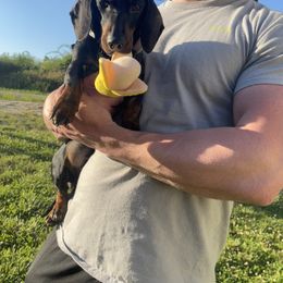 Dachshund Puppies from Little Legs Miniature Dachshunds