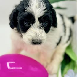 Bell - Black and white female Aussiedoodle puppy in Eastman, Georgia from Dood B Ranch