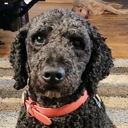 Millie - Goldendoodle